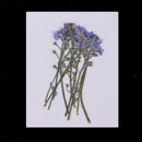 20x Pressed/Dried Flowers Forget me not Scrapbooking Art Craft DIY Materials