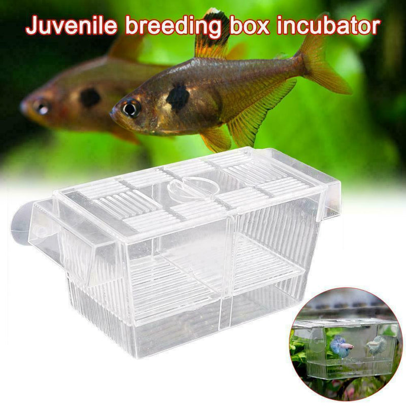 Aquarium Fish Tank Guppy Double Breeding Breeder Rearing Trap Clear Best Ac M5X2