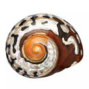 Natural South African Snail Sea Shell Coral Fish Tank Home UK Decoration M9T9