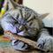 50pcs Natural Fruit Matatabi Cat Snacks Sticks Catnip Pet Cat Molar Rods