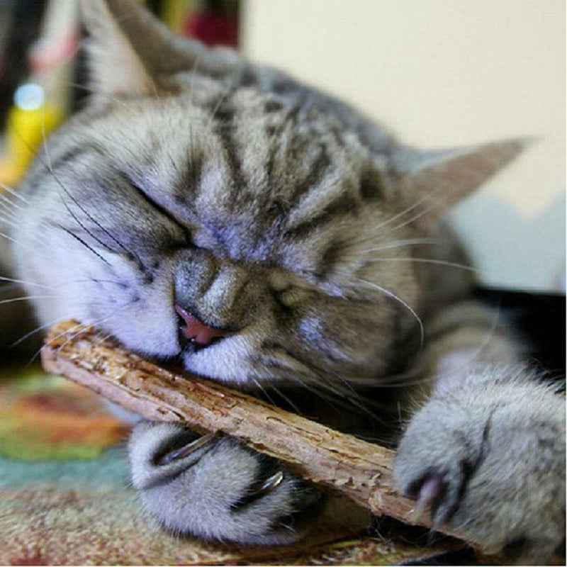 50pcs Natural Fruit Matatabi Cat Snacks Sticks Catnip Pet Cat Molar Rods