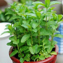 500pcs spearmint seeds mint mentha herb green home garden flower plant decor @LJ