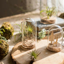 8x18cm Desktop Cloche Jar Glass Dome Cover Succulent Terrariums w/Wood Cork