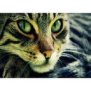 5D DIY Full Drill Diamond Painting Cat Animal Cross Stitch Embroidery Kits