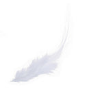 50 St. dyed rooster feathers for decoration 10 -15 cm - white S5N6