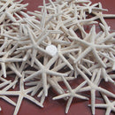KF_12Pcs White Finger Starfish Pointer Sea Beach Wedding Coastal Decor Craft
