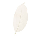 50pcs Natural Magnolia Skeleton Leaf for Scrapbooking Embellishment Crafts