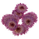 22 Pieces Real Pressed Daisy Flower Natural Dried Flowers Dried Pansy Flowers