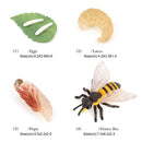 Lifelike Spider Bee 4 Stage Life Cycle Playset Education Cognitive Toys