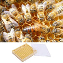 131x Complete Bee Queen Rearing Cup kit Box System Beekeeping Cage Cell Cup Kit
