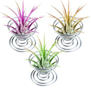 12 Pieces Air Plant Holder Air Plant Tabletop Container Stainless Steel Wir G3Z6