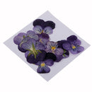 20pcs Natural Dried Pressed Flowers Leaves for DIY Scrapbooking Cards Crafts