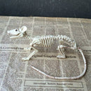 Nice Skeleton Rat PP+PVC Animal Skeleton Bones for Horror Halloween Decorat