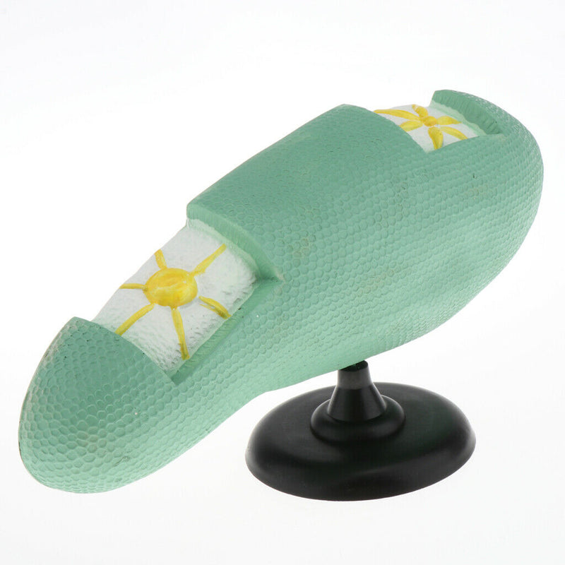 Paramecium Biological For Science Study Display Teaching  Education
