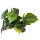 Aquarium Fish Tank Decor Artificial Water Grass Sink Wood Simulation Plant ZHH