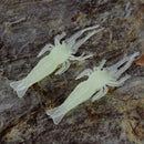 15pcs/lot Fishing Luminous Artificial Shrimp Lures Soft Baits Crank Bait