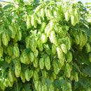 100pcs pack Egrow hops humulus lupulus seeds brew your own beer today returns year after yeaSP