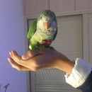 2 Pieces Birds Reusable Nappies Pocket Kiwi Fruit and Pineapple Pattern Cloth