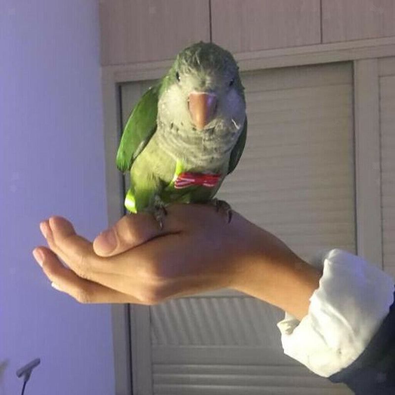 2 Pieces Birds Reusable Nappies Pocket Kiwi Fruit and Pineapple Pattern Cloth