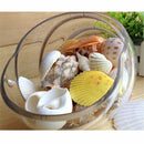 100g Mixed Beach SeaShells Mix Sea Shell Craft SeaShell Natural Aquarium Decorly