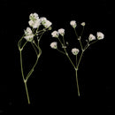 Beautiful Real Pressed s Breath Flowers Natural Dried Flowers For Scrapbooking