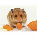 Full Square Diamond 5D DIY Diamond Painting "Hamster" Embroidery Cross Stit