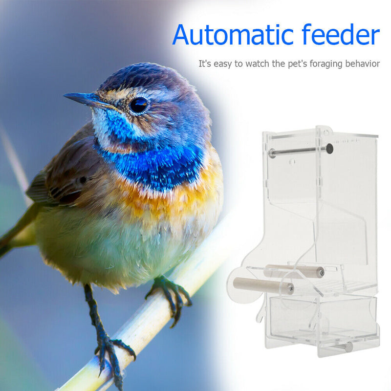 Pet Parrot Automatic Transparent Feeder Birds Splash-proof Food Dispenser