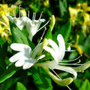 Honeysuckle Seeds Fast Fragrant Garden Plant 50Pcs Supply K7D9 P1B2 S7M1 G9B7