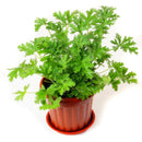 100pcs Citronella Plant seeds Mozzie buster plant mosquito repellent plantE â„–[