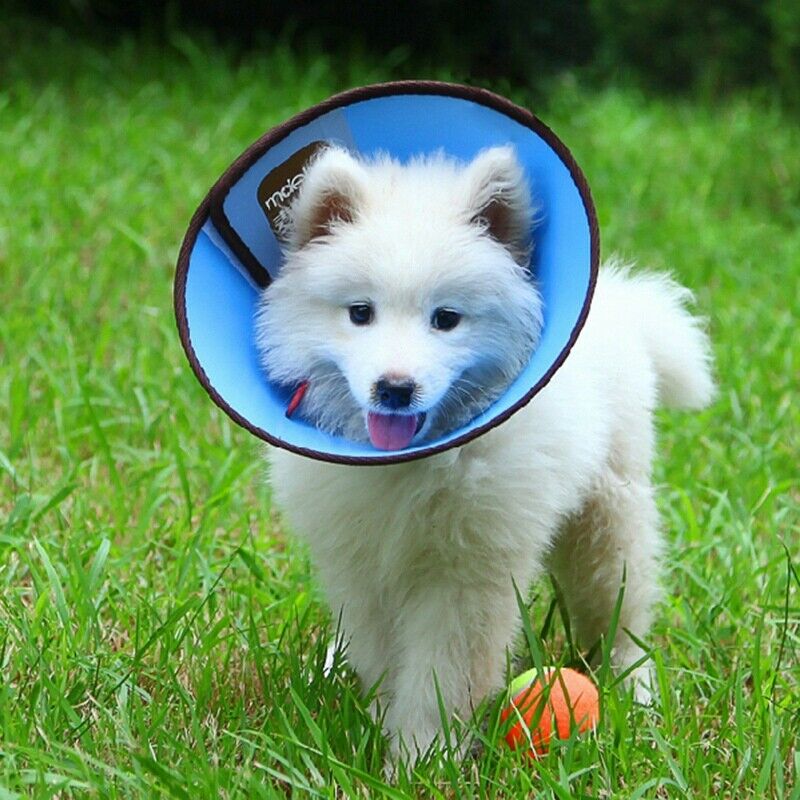 1X(KIMPETS Dog Cat Protection Cover Wound Healing Cone Protective Pet Medic