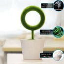 Plant Air Purifier Remove Air Pollutant And Allergen Smoke, Dust, Pollen, P