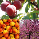 10pcs sweet peach seeds dwarf peach tree bonanza peaches fresh fruit plants LJ