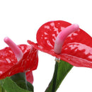 Anthurium, green potted anthurium flowers indoor green plants balcony