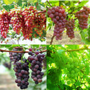 50mixed grape seeds home garden vitis viniferaDelicious fruit plant seed decorLJ