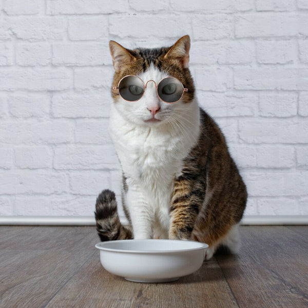 Lovely Dog Cat Glasses Pet Eye Protection Sunglasses Photos Props (Black) A#S