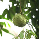 20pcs seeds soursop Durian Tropical Fruit garden Bonsai OZ