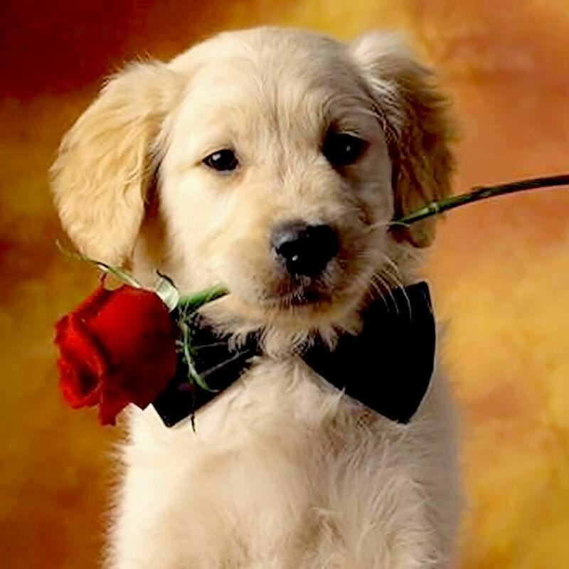 10Pcs/Set Lovely Cute Bow Tie For Dog Cat Pet Necktie Collar Neck N4G7