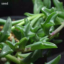 100xDOLPHIN NECKLACE - String of Dolphins - Senecio Peregrinus Succulent Plant