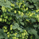 100pcs pack Egrow hops humulus lupulus seeds brew your own beer today returns year after