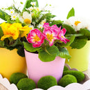 50pcs Primrose Seeds Garden Decor Flower fragrant DIY Home Garden hardy Plant SP