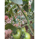 100pcs Tomato Trellis Hooks for Tomato Plant , Greenhouse Flower Vine Twine Crop