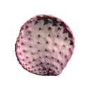 Hot 50 stk Red Cactus Pad Purple Santa Rita Opuntia New A1J2 Garden Home Ru I9B8