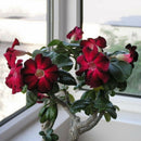 20pcs adenium obesum seeds desert rose perennial flower garden bonsai plant LJ