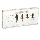 Lifecycle of a Frog Specimens Paperweight Educational Science Classroom