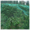 4x10m Green Anti Bird Netting , Plant net / Fruit Tree Bird Netting
