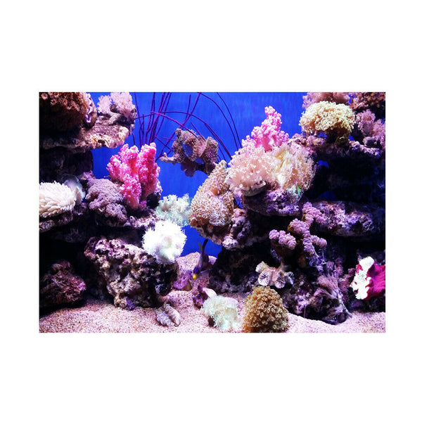 Under Sea Seabed World Backdrop Underwater Scene Colorful Aquarium Photography
