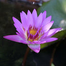 40 XLOTUS FLOWER LOTUS SEEDS AQUATIC PLANTS Lotus Water Lily Seeds