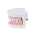 Dental orthodontic studyteachadult standard typodont demonstration teeth modelBX
