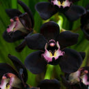 100pcs Black Cymbidium Faberi Orchid Flower Seeds Garden Decor Plant Need Supply