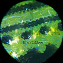 100X Optical Microscope LED Light Magnifying Glass With PU Leather Bag gfd PBD